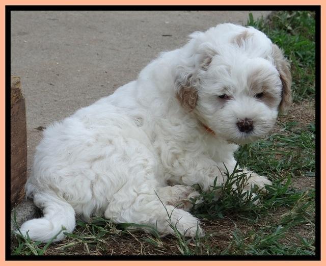 Jolie Buster pups 6.5 wks old 311