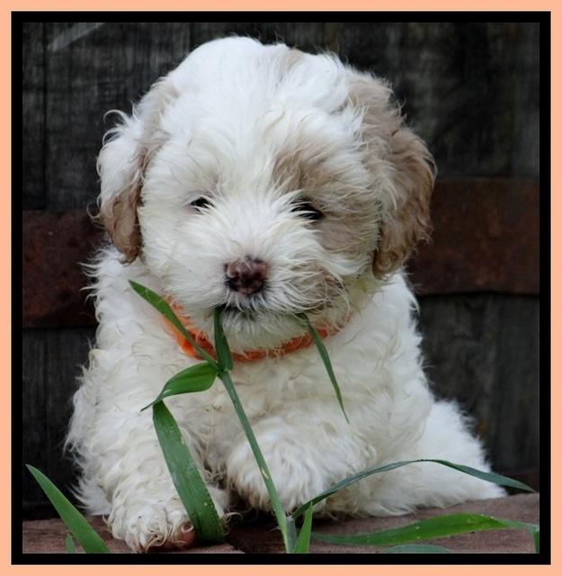 Jolie Buster pups 6.5 wks old 391