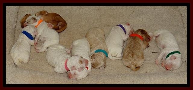 Jolie Buster pups 1 wk old 12