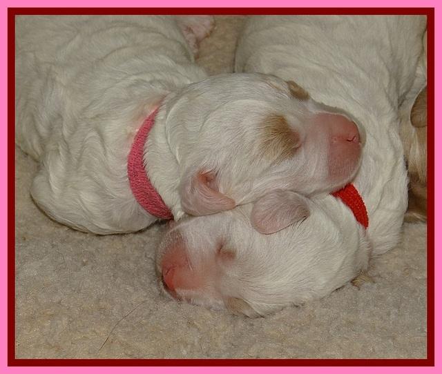 Jolie Buster pups 1 wk old 32