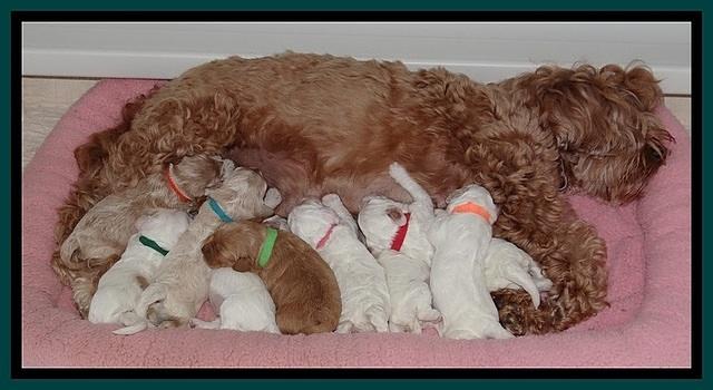 Jolie Buster pups 1.5 wk old 22
