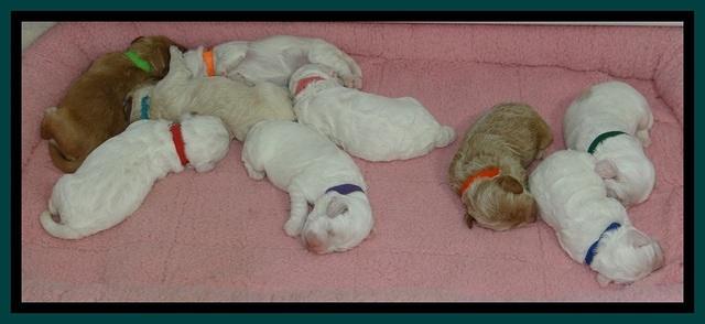 Jolie Buster pups 1.5 wk old 32