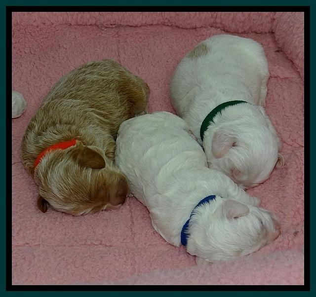 Jolie Buster pups 1.5 wk old 52