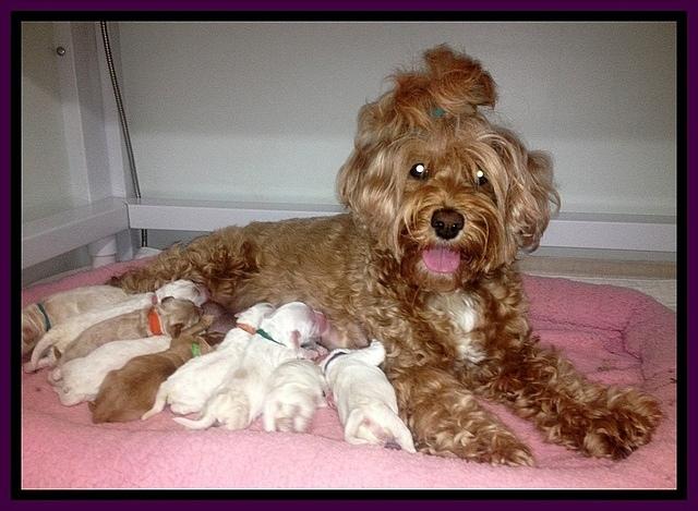 Jolie Buster pups with mom 3 days old
