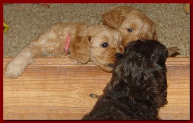 Jolie Rascal puppies 6 weeks play 2 002