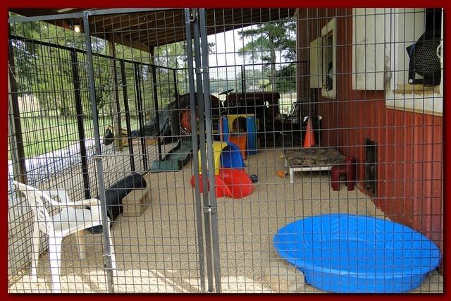 Jolie Rascal puppies 6 weeks play 2 013