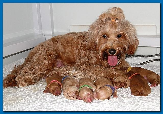 Jolie Ripley puppies 1 day old 003