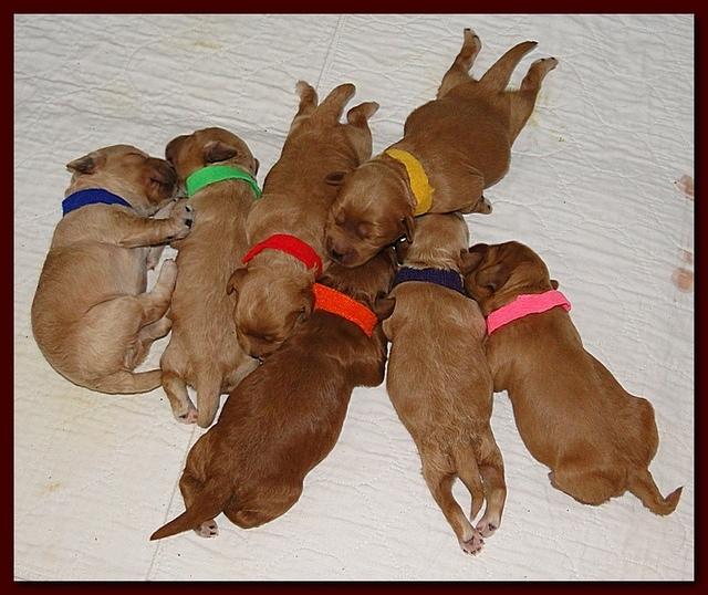 Jolie Ripley puppies 1 week old 001