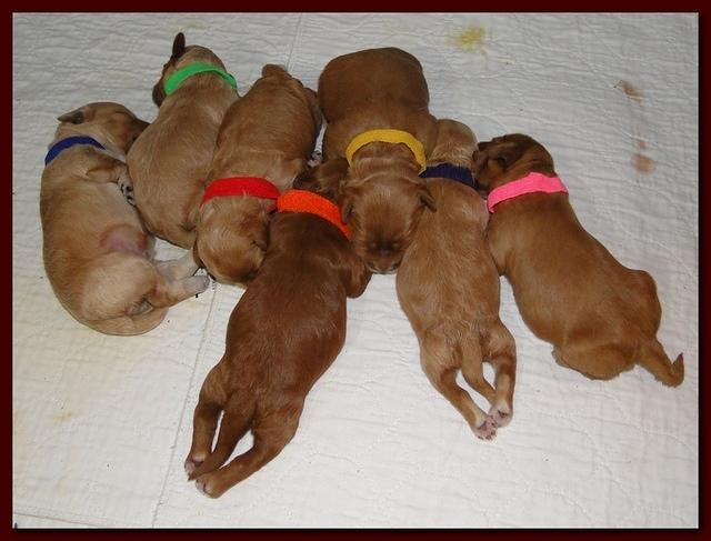 Jolie Ripley puppies 1 week old 002