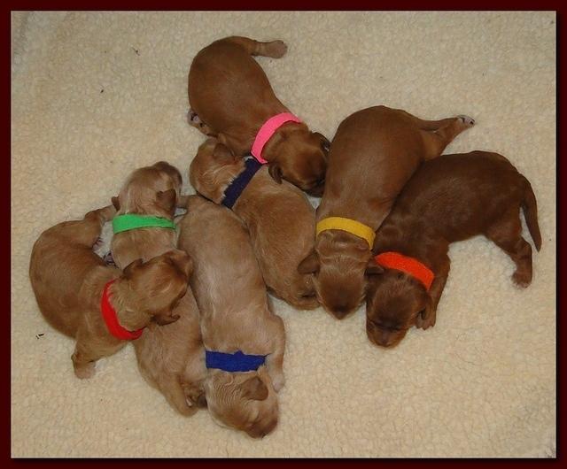 Jolie Ripley puppies 1 week old 003