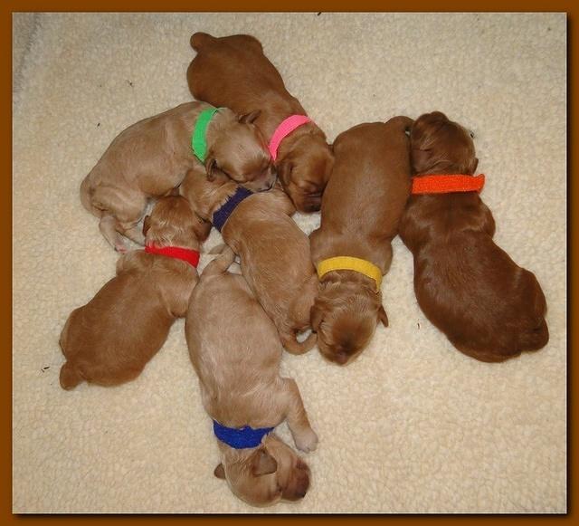 Jolie Ripley puppies 1 week old 008