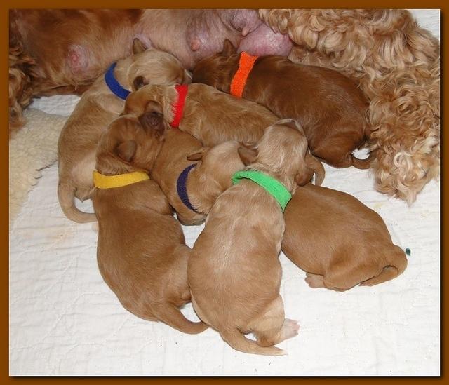Jolie Ripley puppies 1 week old 087