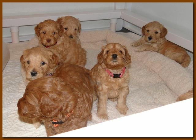 Jolie Ripley puppies 4-5 weeks old 006