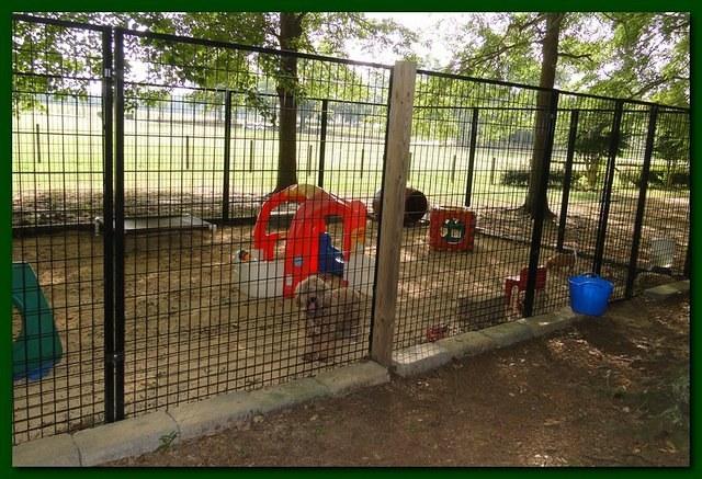 Jolie Ripley puppies 4-5 weeks old 033