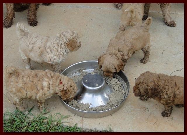 Jolie Ripley puppies 6 weeks old 3 017