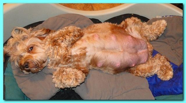 Jolie Ripley puppies newborn 7 16 10 002