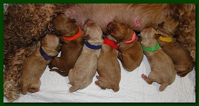 Jolie Ripley puppies newborn 7 16 10 015