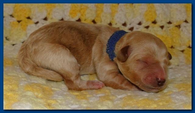 Jolie Ripley puppies 1 day old 014