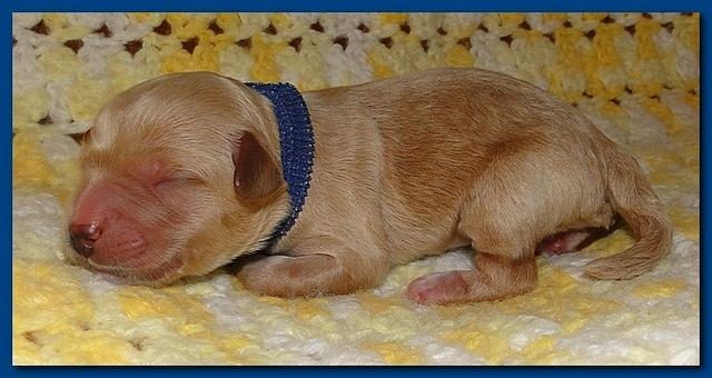 Jolie Ripley puppies 1 day old 016