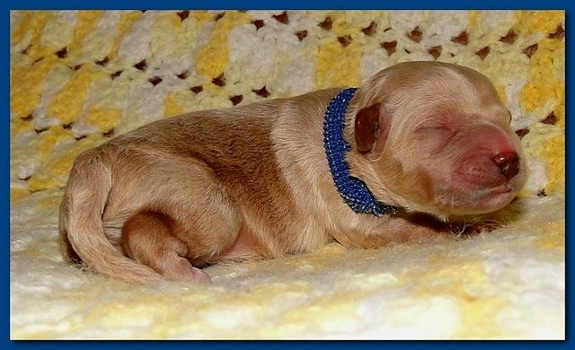 Jolie Ripley puppies 1 day old 2 007