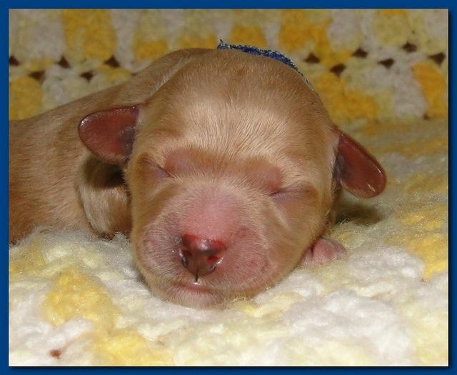 Jolie Ripley puppies 1 day old 2 010