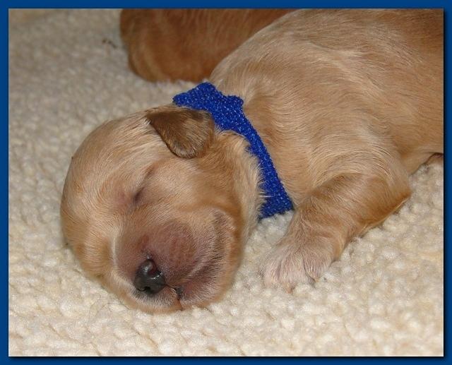 Jolie Ripley puppies 1 week old 006