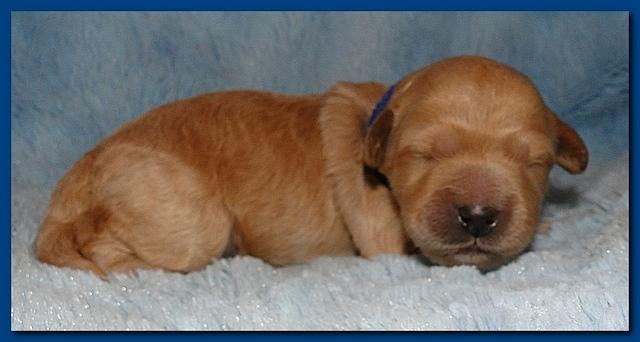 Jolie Ripley puppies 1 week old 078