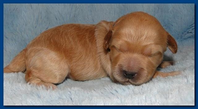 Jolie Ripley puppies 1 week old 079
