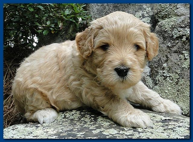 Jolie Ripley puppies 4 weeks old 008