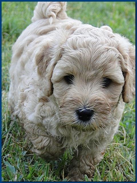 Jolie Ripley puppies 6 weeks old 3 008