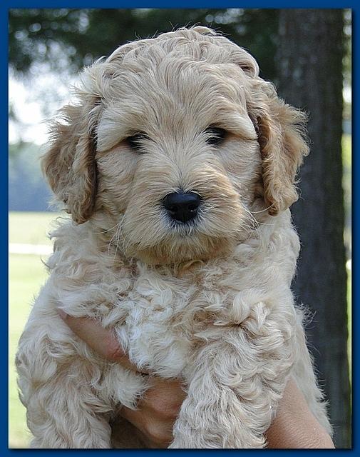 Jolie Ripley puppies 7 weeks old heads 031