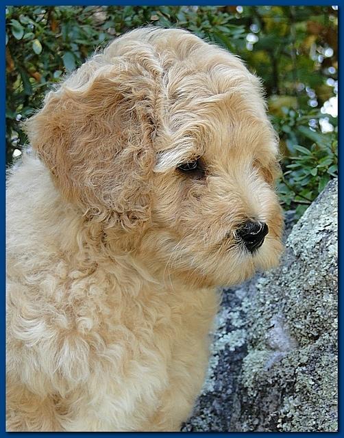 Jolie Ripley puppies 8 weeks old Blue 004