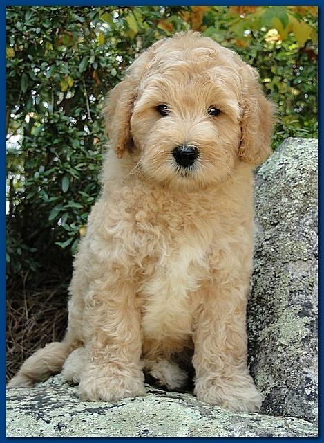 Jolie Ripley puppies 8 weeks old Blue 005