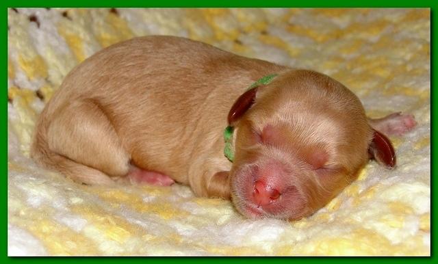 Jolie Ripley puppies 1 day old 3 008