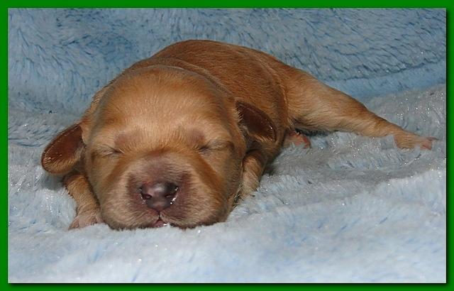 Jolie Ripley puppies 1 week old 027