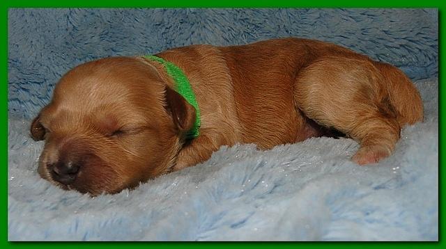 Jolie Ripley puppies 1 week old 031