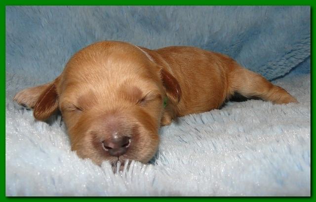 Jolie Ripley puppies 1 week old 081
