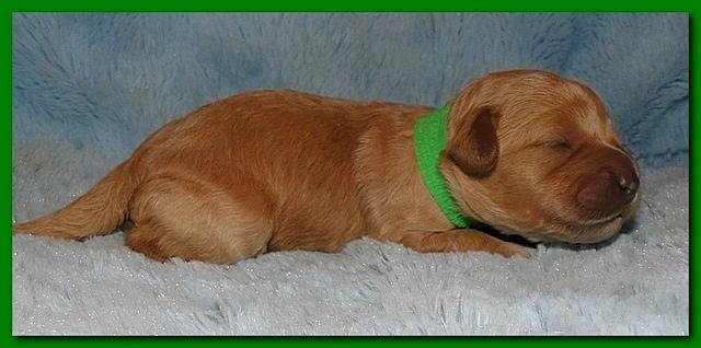 Jolie Ripley puppies 1 week old 083