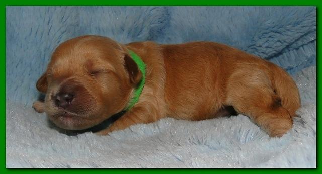 Jolie Ripley puppies 1 week old 085
