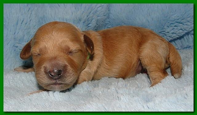 Jolie Ripley puppies 1 week old 086