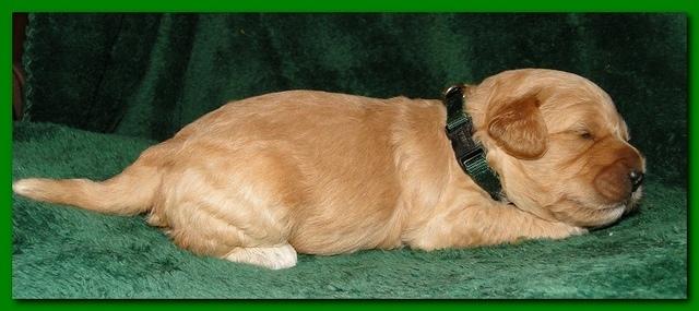 Jolie Ripley puppies 2 weeks old 033