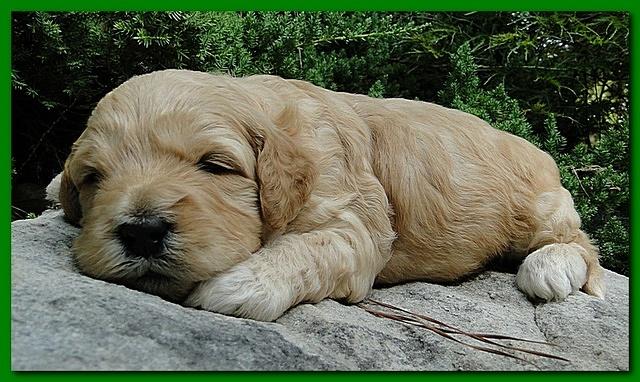 Jolie Ripley puppies 3 weeks old 040