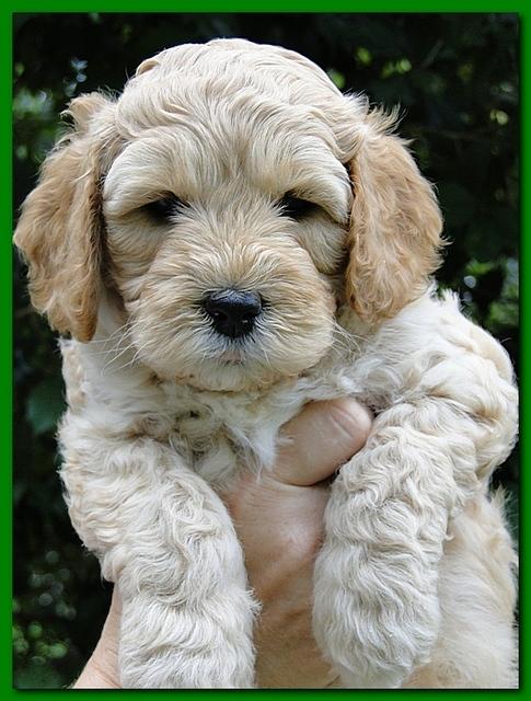 Jolie Ripley puppies 5.5 weeks faces 033
