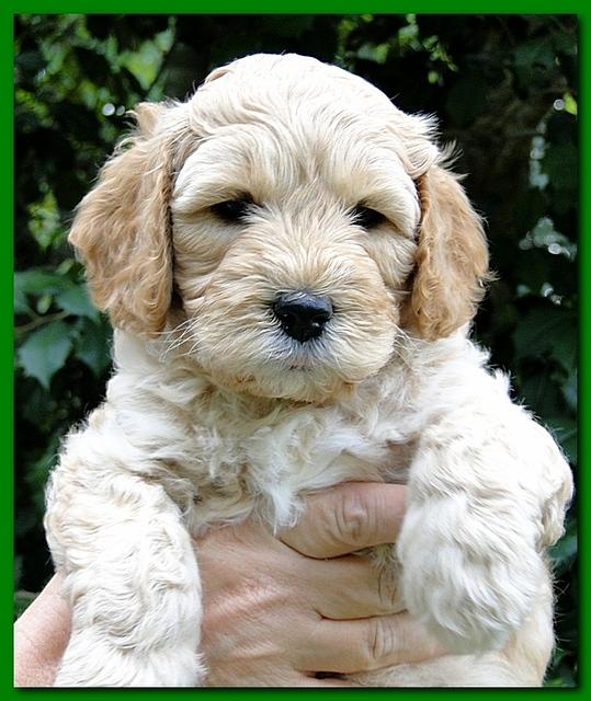 Jolie Ripley puppies 5.5 weeks faces 035