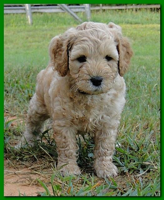 Jolie Ripley puppies 6 weeks old 3 005