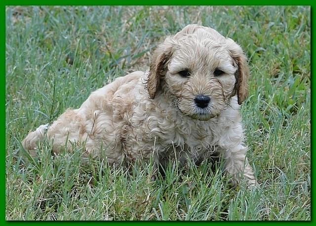 Jolie Ripley puppies 6 weeks old play 018