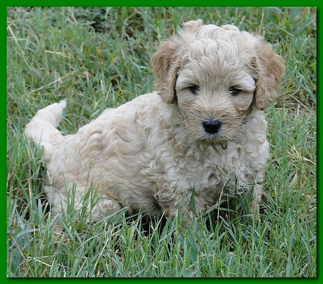 Jolie Ripley puppies 6 weeks old play 027