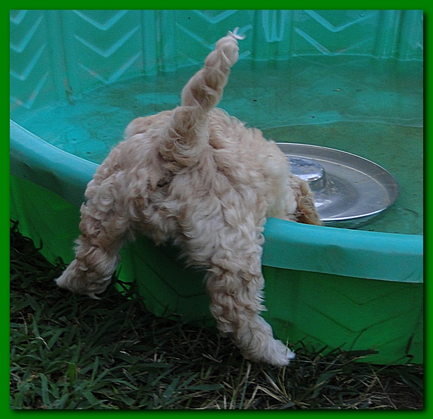 Jolie Ripley puppies 7 weeks old 004