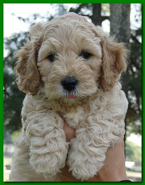 Jolie Ripley puppies 7 weeks old heads 007
