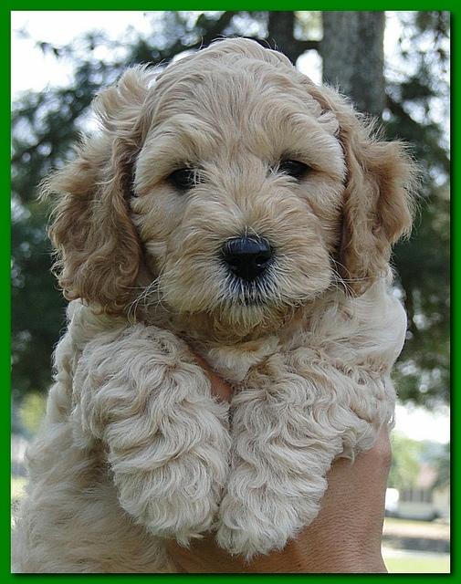 Jolie Ripley puppies 7 weeks old heads 009